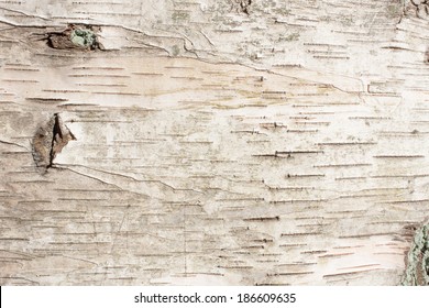 Birch Bark Natural Texture Background