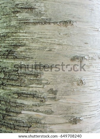 Birch bark pattern close up