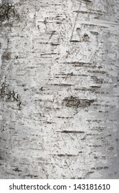 Birch Bark Texture 2