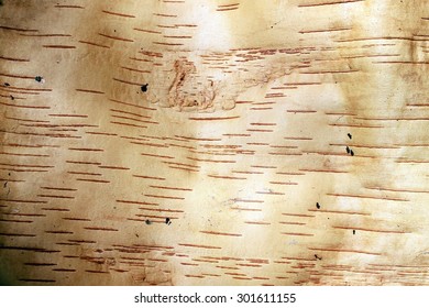 Birch bark texture