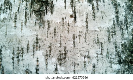 Birch bark texture