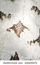 birch bark texture