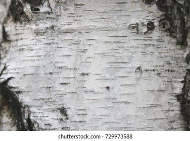 Birch Bark Texture