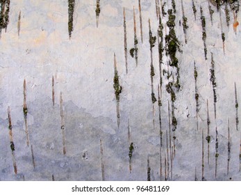 birch bark texture