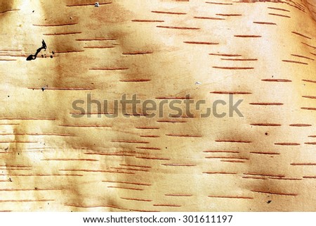 Birch bark texture