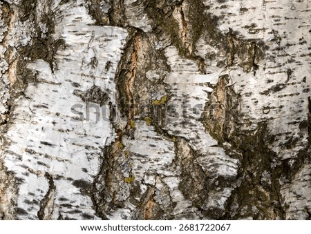 The birch bark texture or background. Macro shot is made by means of stacking technology trunk. Texture made of birch tree bark. Beautiful birch trunk background. Conceptual image. Peaceful nature.