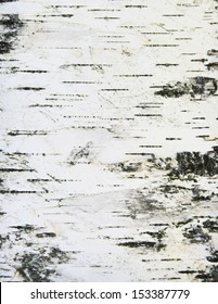 Birch Bark Texture Background Paper