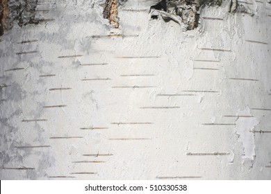 birch tree bark wallpaper