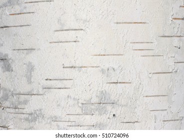 birch tree bark wallpaper