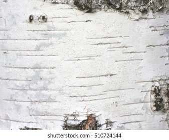 birch tree bark wallpaper