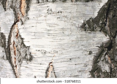 birch tree bark wallpaper