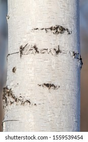 119,416 Birch tree texture Images, Stock Photos & Vectors | Shutterstock