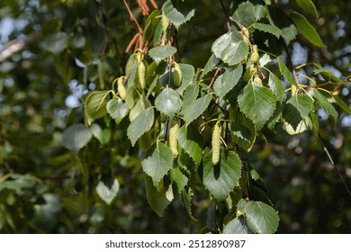 Birch blossom. Birch branches, catkins and the first leaves on a sunny day. Spring mood. A birch branch with green leaves and catkins. - Powered by Shutterstock