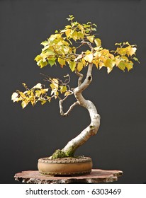 Birch Bonsai