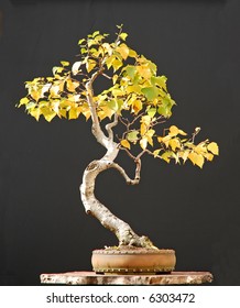 Birch Bonsai