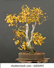 Birch Bonsai