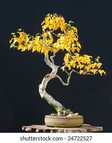 Birch Bonsai In Fall