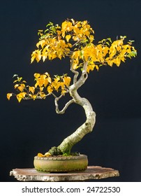 Birch Bonsai In Fall