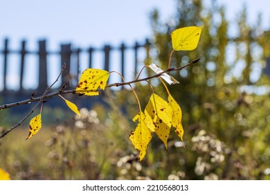 Birch Branch Close-up With Yellow Leaves In Autumn. Rural Scene With Wooden Fence. Horizontal Photo Of Nature.