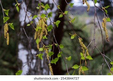 A birch branch with green leaves and earrings. Allergies due to spring blooms and pollen. - Powered by Shutterstock