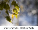 Birch branch with leaves and catkins under the first snows of winter near Lake Lavalette in the Gorges du Lignon