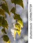 Birch branch with leaves and catkins under the first snows of winter near Lake Lavalette in the Gorges du Lignon