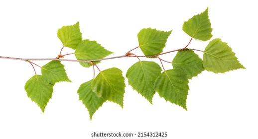 Birch Branch With Leaves Isolated On White