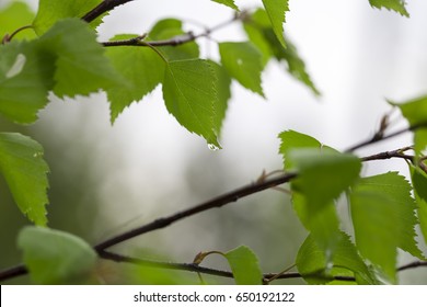 Birch branch on the white background