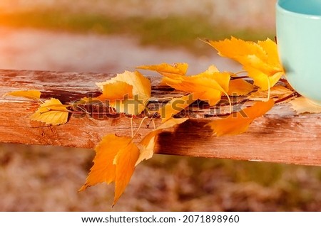 Birch branch with yellow autumn leaves. Beautiful autumn background.