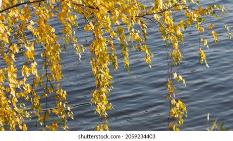 birch branch with yellow leaves on a background of water