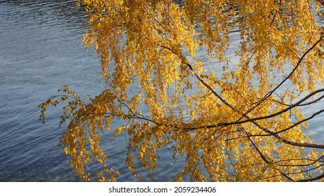 birch branch with yellow leaves on a background of water