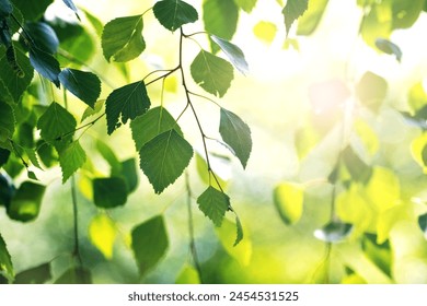 Birch branch with young green leaves in summer on a blurred background - Powered by Shutterstock