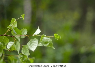Birch branches are blessed on Trinity Sunday during the festive service. Trinity (Pentecost) is one of the important Orthodox holidays. Green birch leaves on a blurred background.