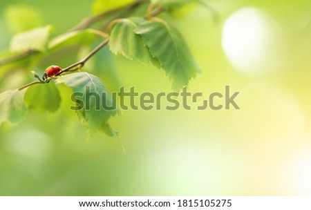 Birch branches with green young juicy foliage and ladybug in sunlight with soft focus outdoors in nature in spring. Gentle fresh spring background with beautiful blurred bokeh and sun glare.