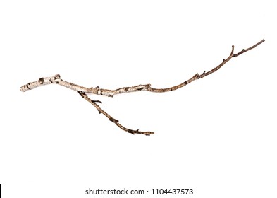 Birch Logs Images Stock Photos Vectors Shutterstock