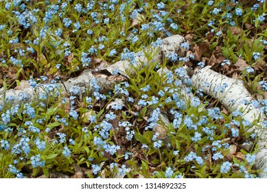 Birch Branches Lie On The Forest Flor Is A Carpet Of Blue Forget-Me_nots Blossoms At Peninsula State Park, Door County, Wisconsin