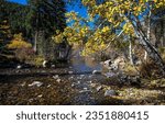 Birch branches over the river in the autumn forest. River birch tree in autumn forest. Autumn birch tree by forest river. Autumn river birch