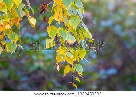 Birch branches with yellow leaves in autumn, in the light of sunset. Dry autumnal leaves background, golden birch tree foliage, bright yellow sunshine, autumn park, seasons change, fall nature