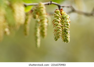 Birch buds on a branch, buds on a bokeh background. - Shutterstock ID 2216370983