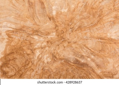 Birch Burl Background