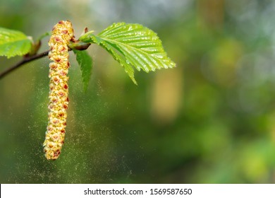 Birch catkins in spring park close-up, allergies to pollen of spring flowering plants concept