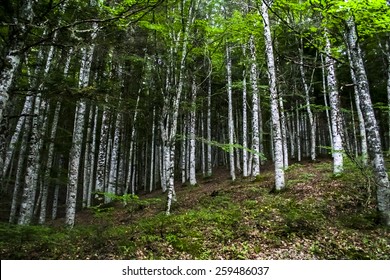 Birch dark forest