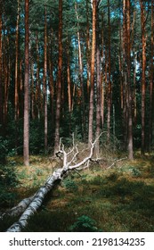 Birch Fallen Down By Fierce Tempest In The Middle Of Young Forest