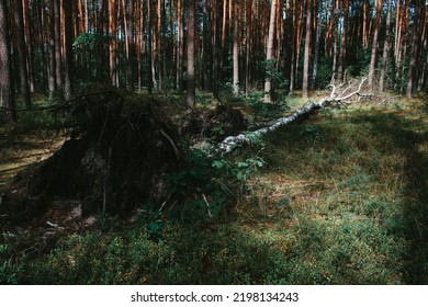 Birch Fallen Down By Fierce Tempest In The Middle Of Young Forest