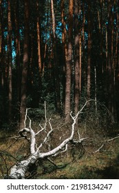 Birch Fallen Down By Fierce Tempest In The Middle Of Young Forest