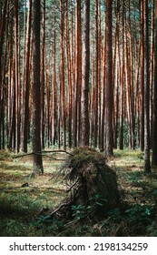 Birch Fallen Down By Fierce Tempest In The Middle Of Young Forest