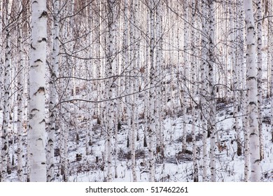 Birch Forest