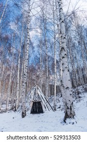 Birch Forest