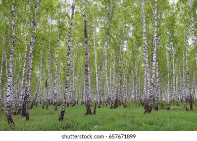 Birch Forest Background Stock Photo 657671899 | Shutterstock