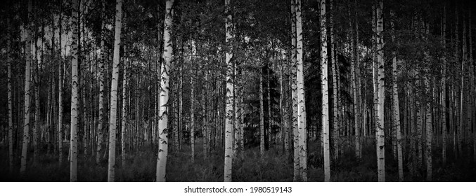 Birch Forest In The Baltic States